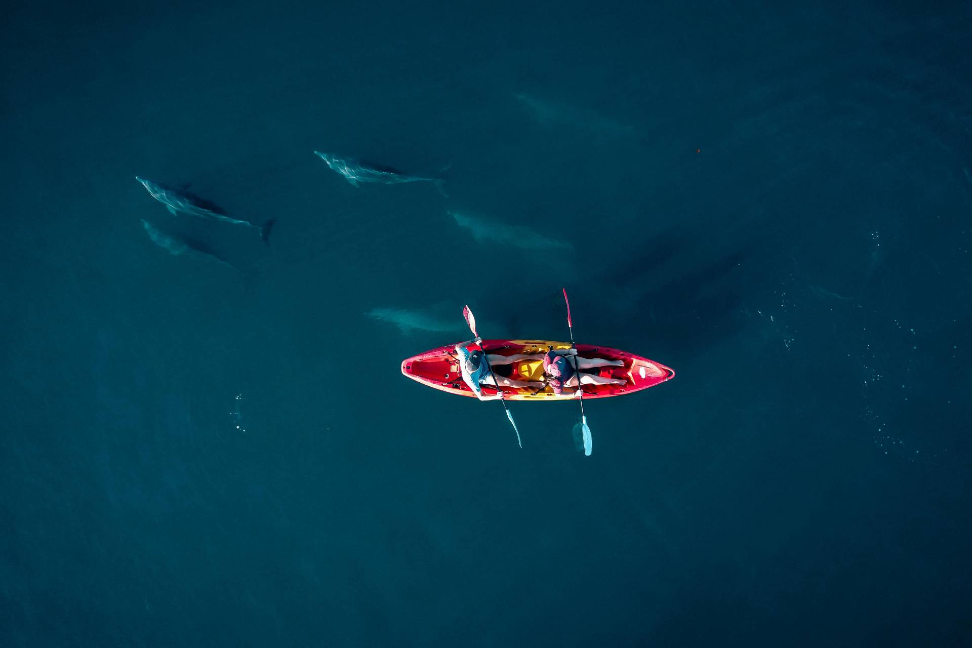 Kayaking with Dolphins